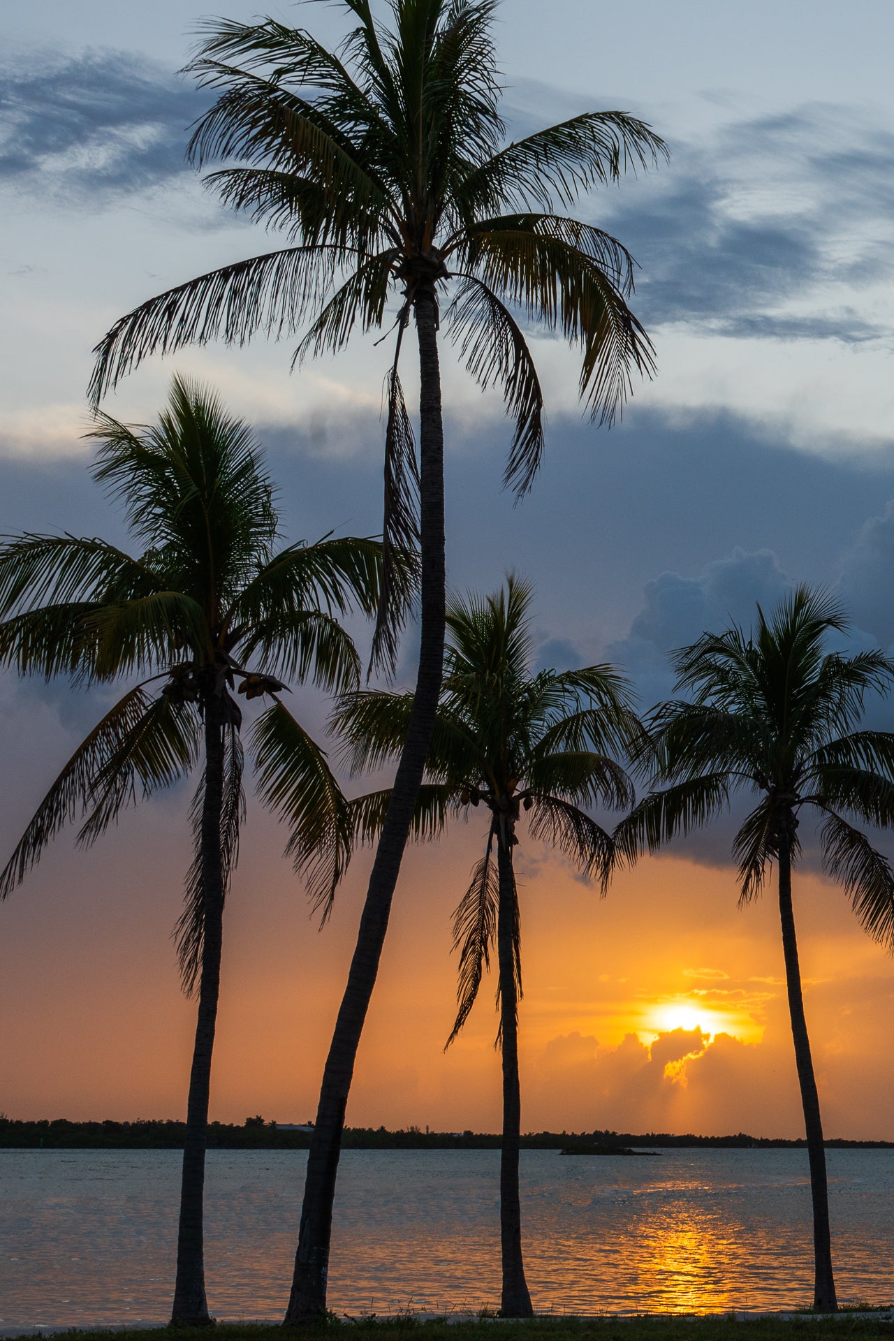 Sunset Palms